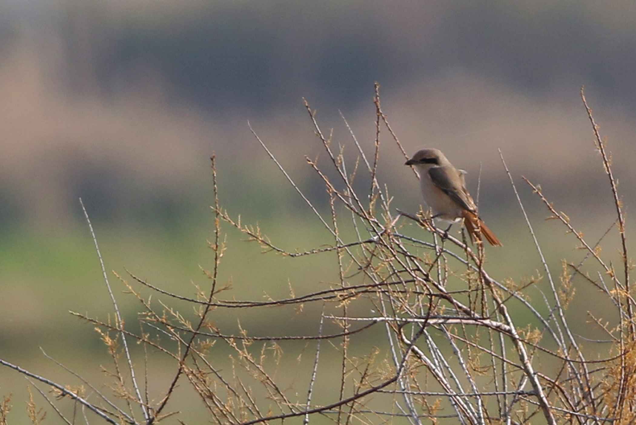 Isabelline Shrike